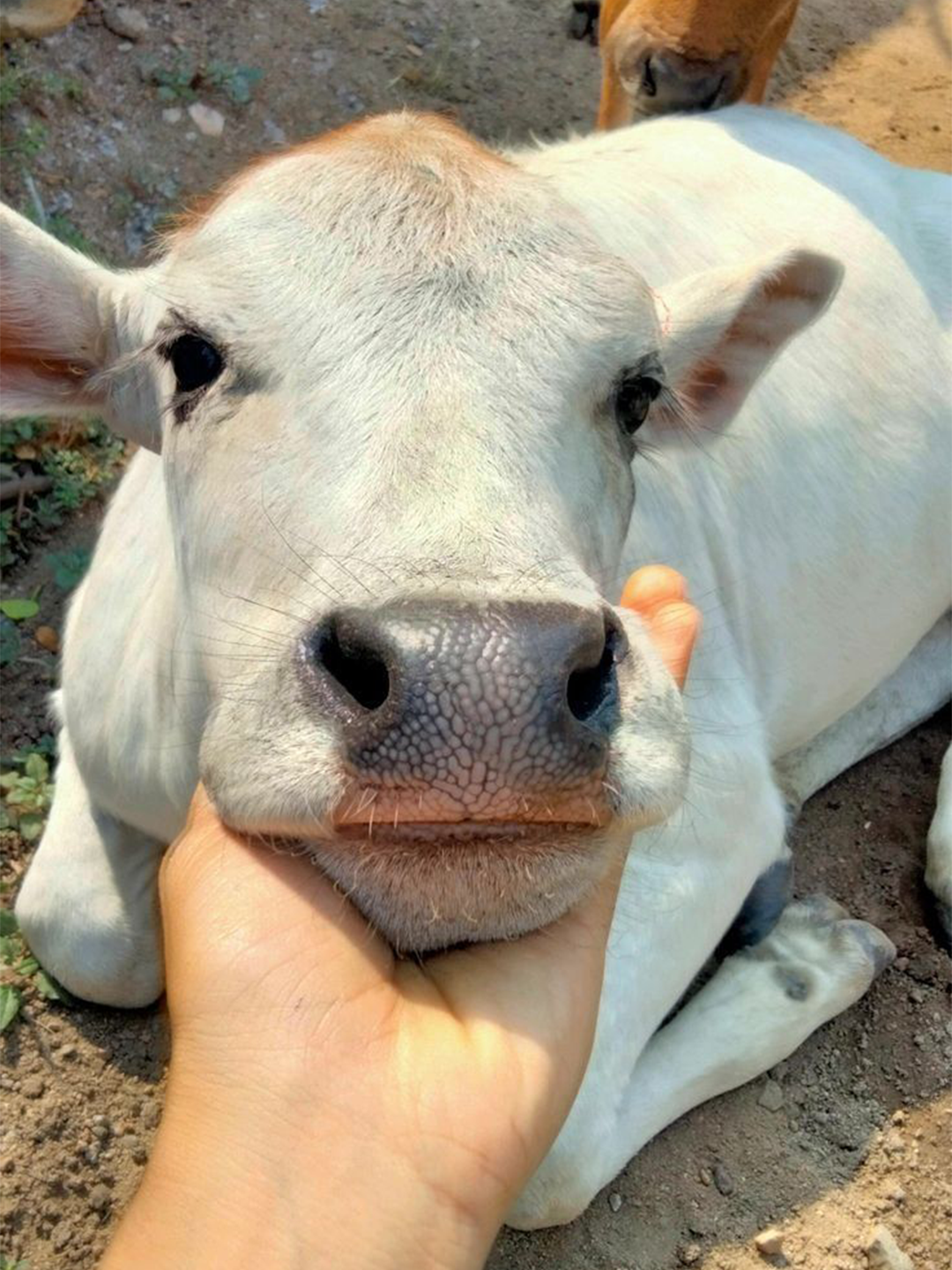 Cows